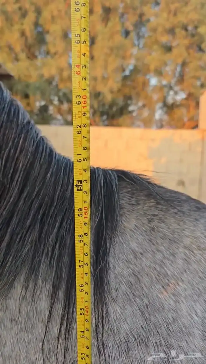 حصان واهو ولد ابن فريد 7