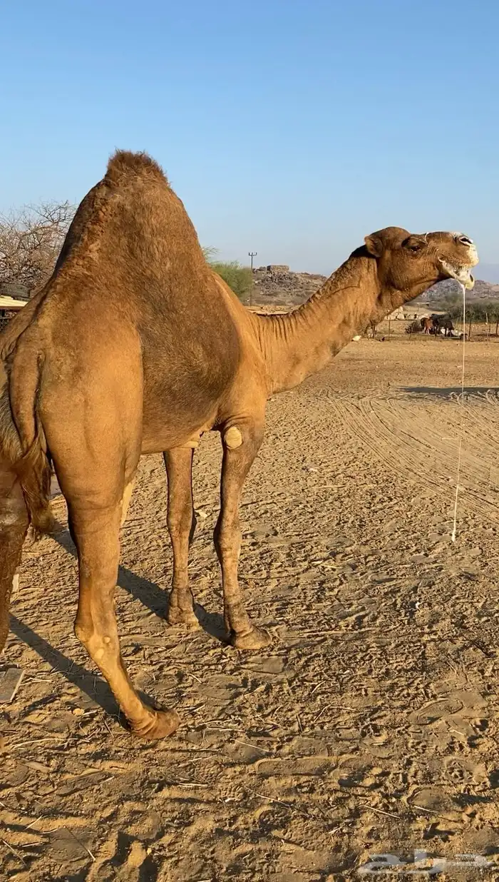 بعير فحل ساحلي 2