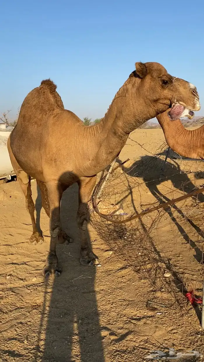 بعير فحل ساحلي 7