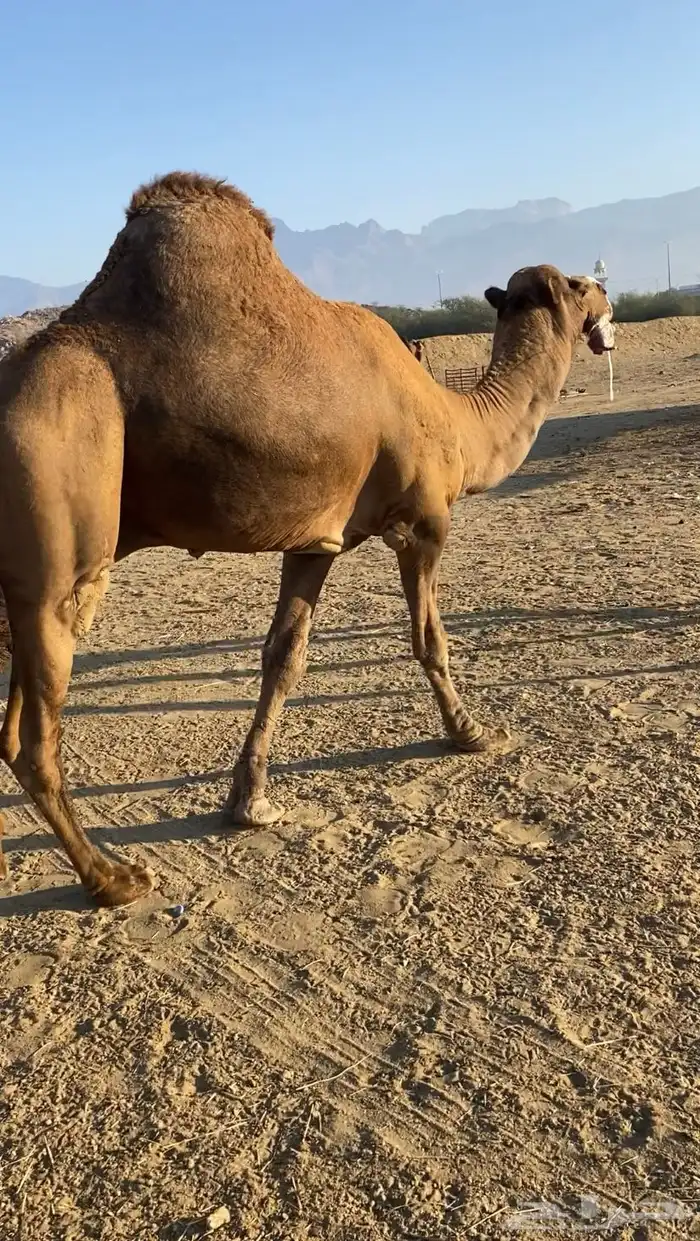 بعير فحل ساحلي 9