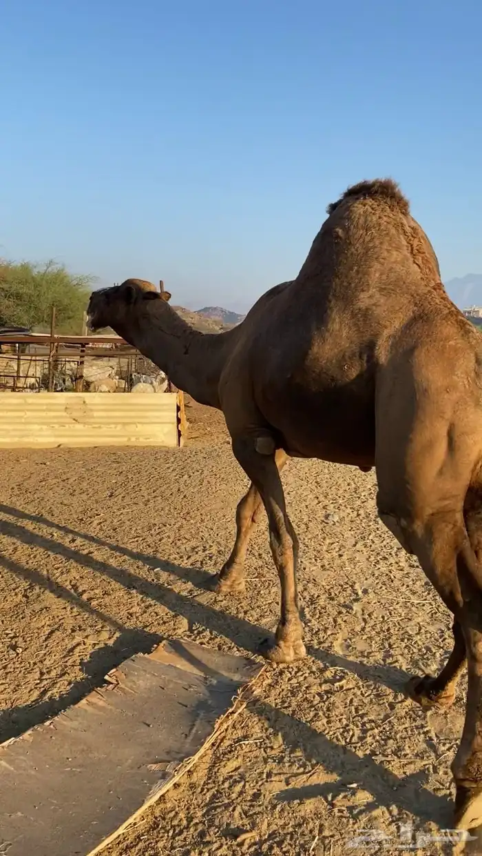 بعير فحل ساحلي 3