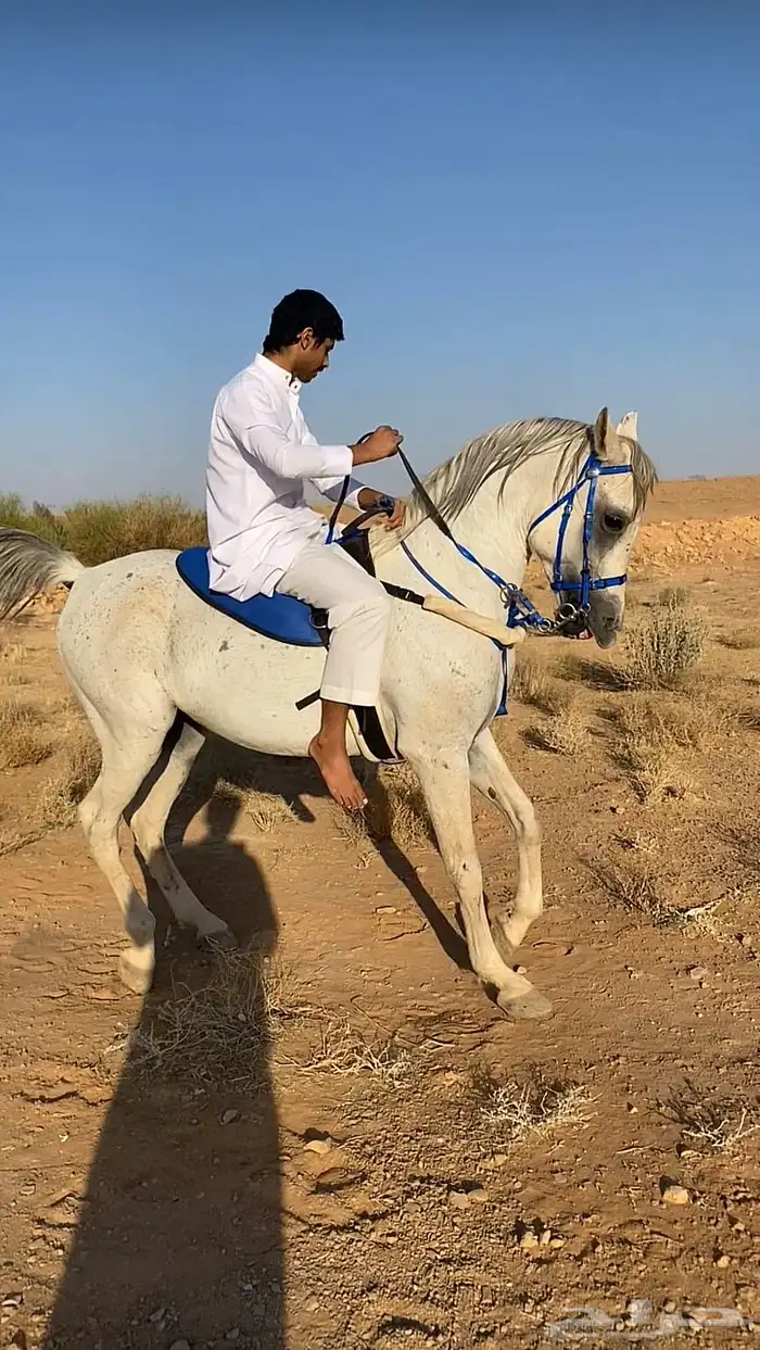 حصان شعبي شيخ 1