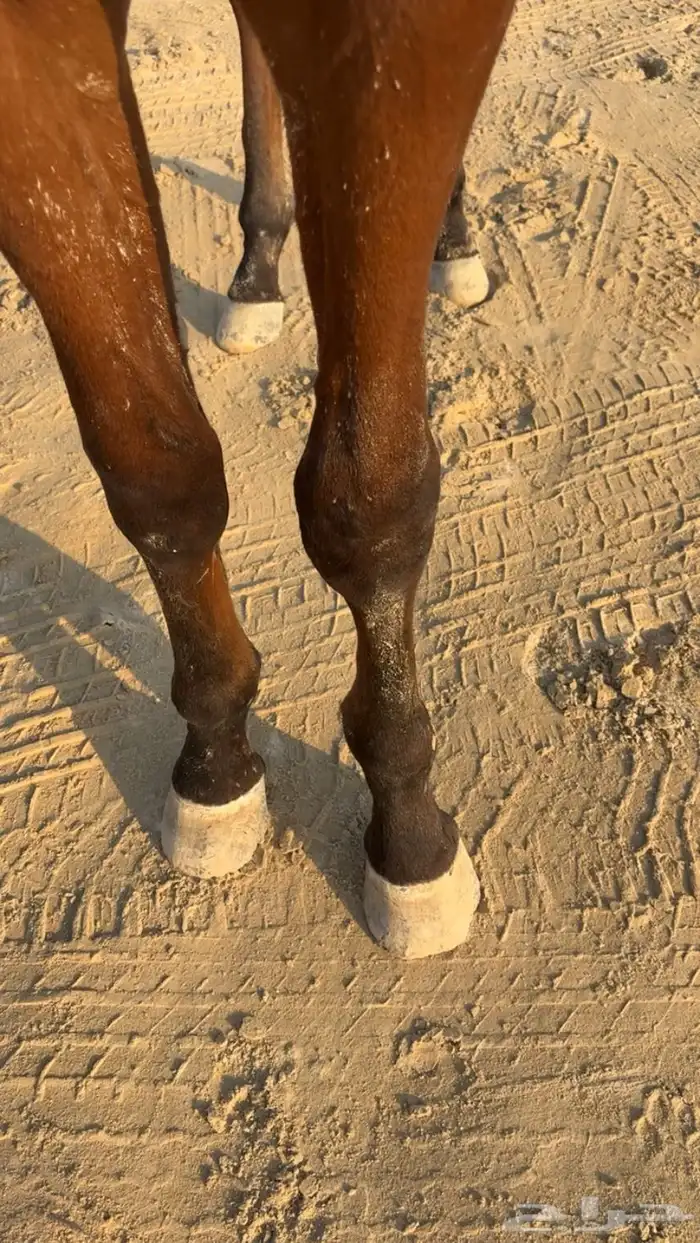 مهر سرعه كفو 5