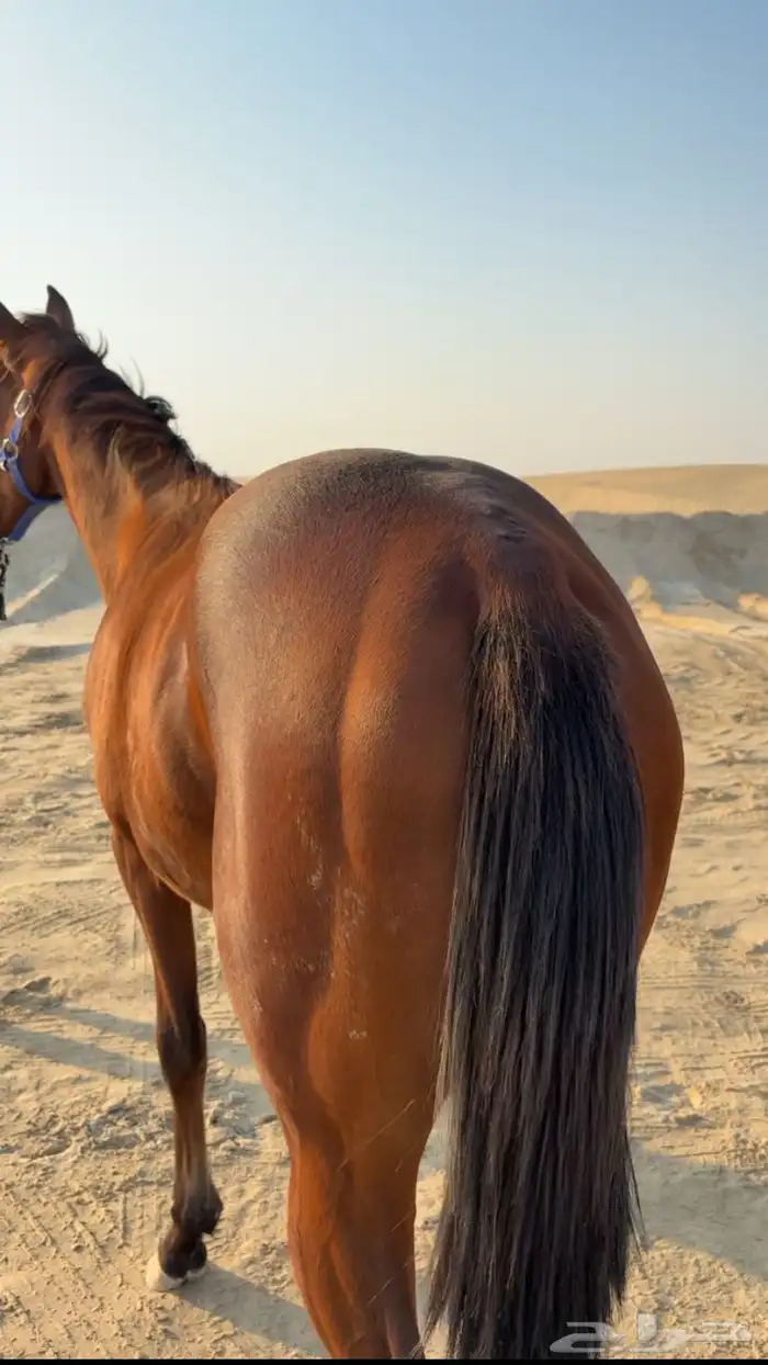 مهر سرعه كفو 2