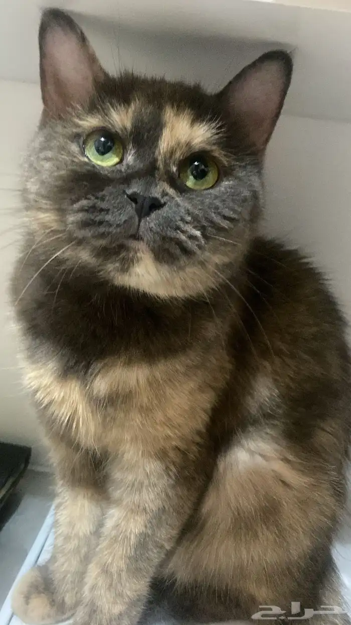 قطه مفقوده 0