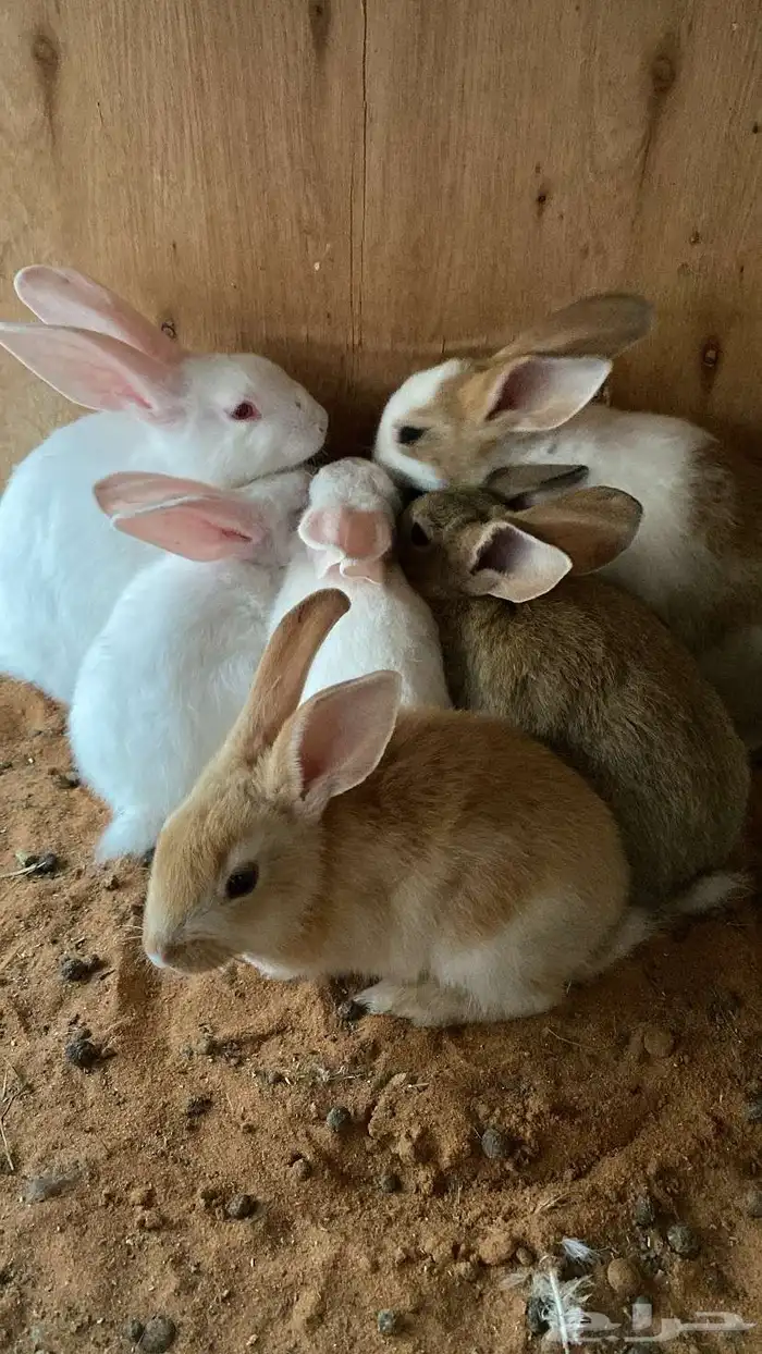 ارانب صغار 0