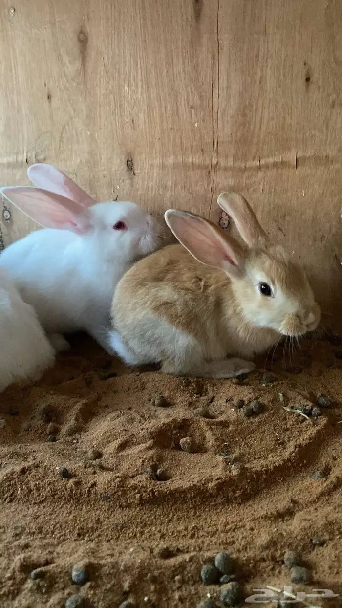 ارانب صغار 5