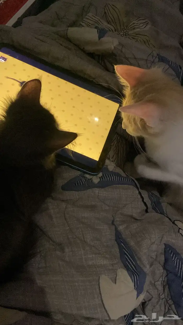 قطط لتبني عمرهم سته او سبعه شهور انثى وذكر مافيهم امراض 6