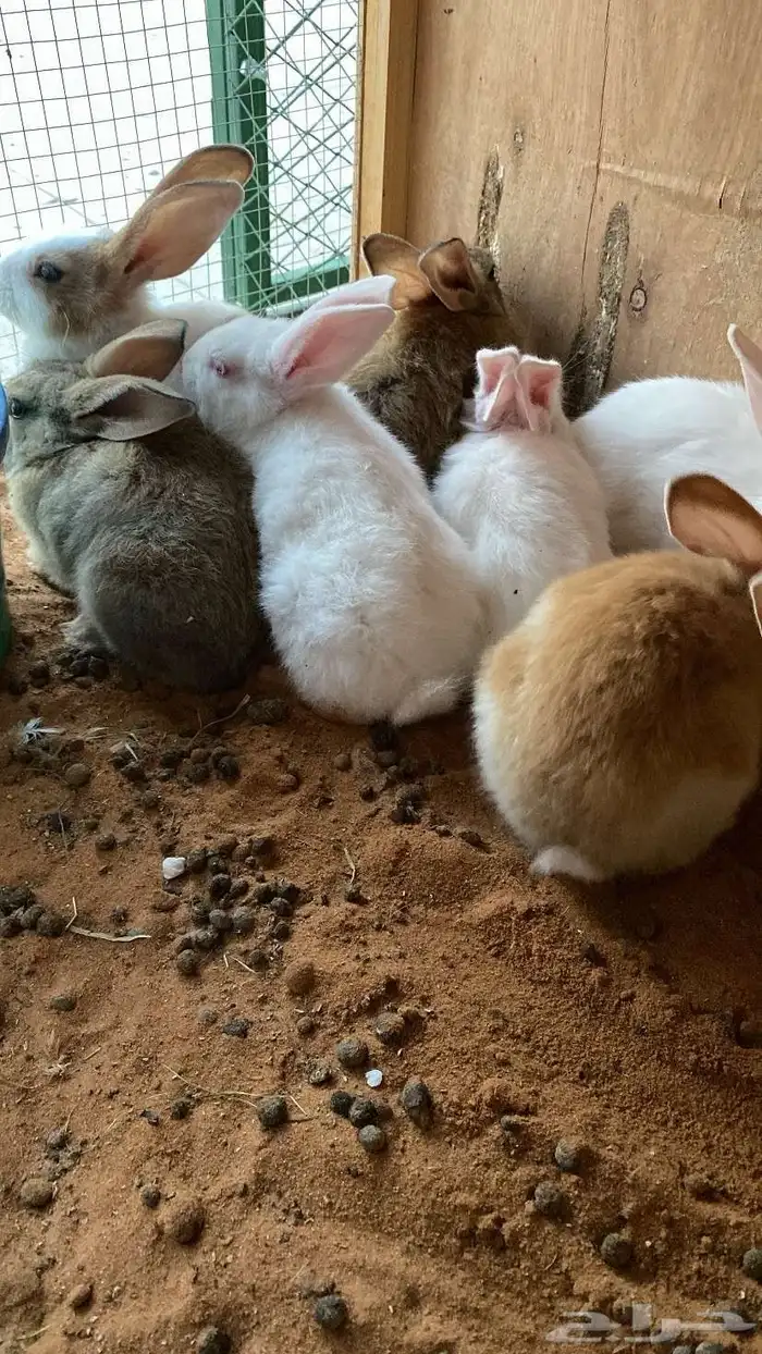 ارانب صغار 4