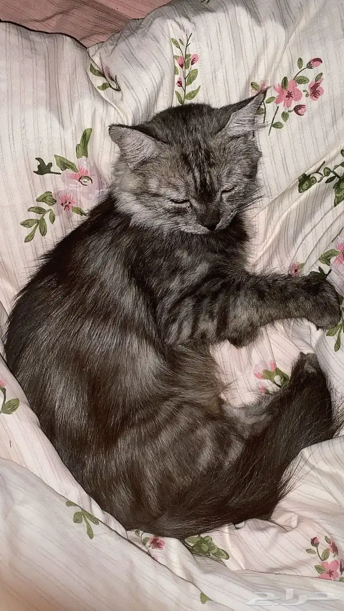 قطوة شيرازيه للبيع ب 750 قابل للتفاوض 0