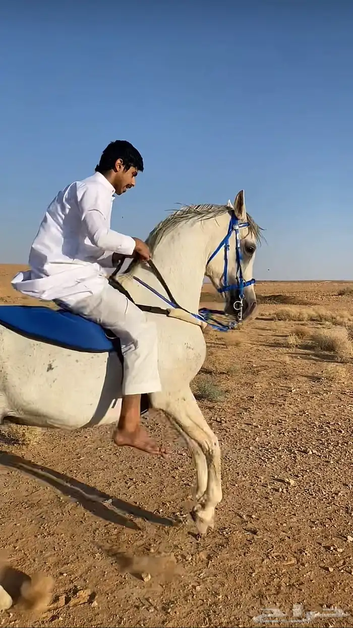 حصان شعبي شيخ 0