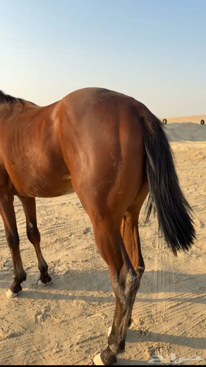 مهر سرعه كفو 3