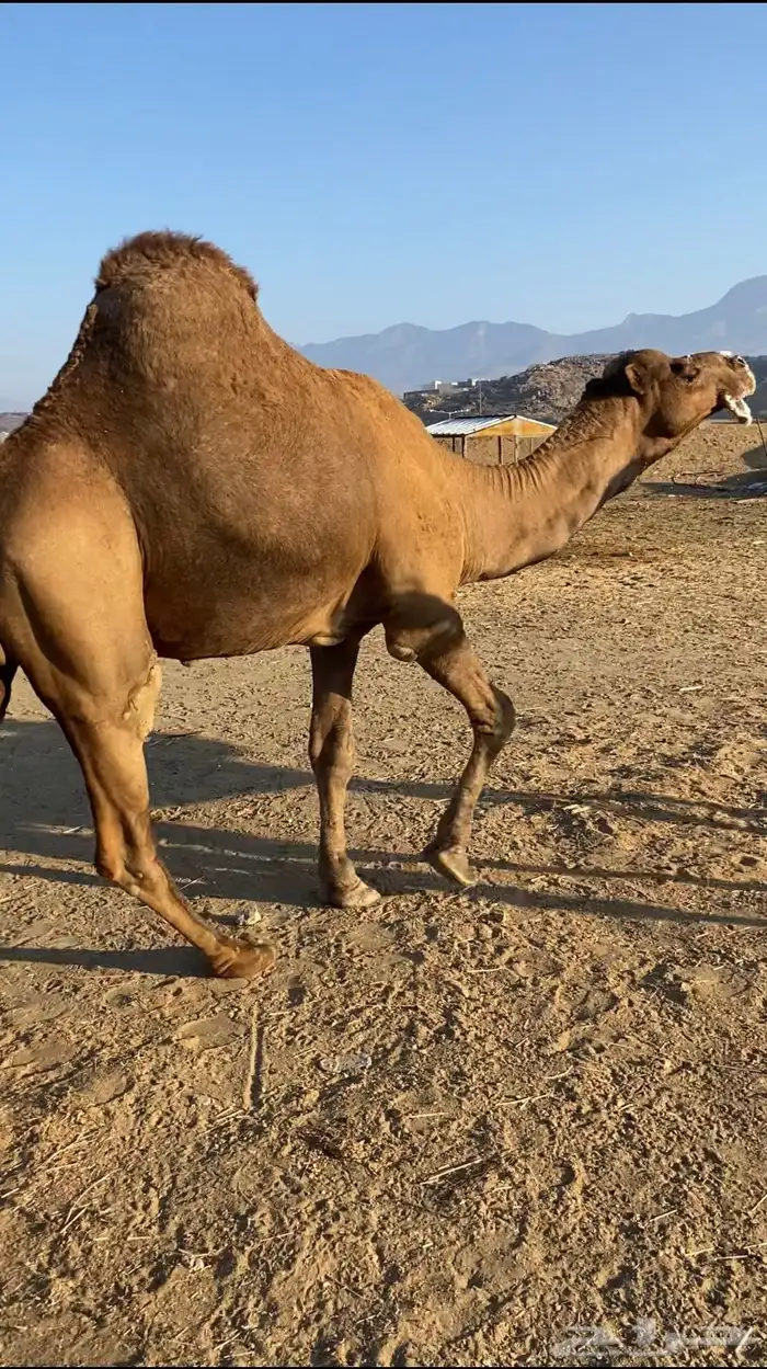 بعير فحل ساحلي 8