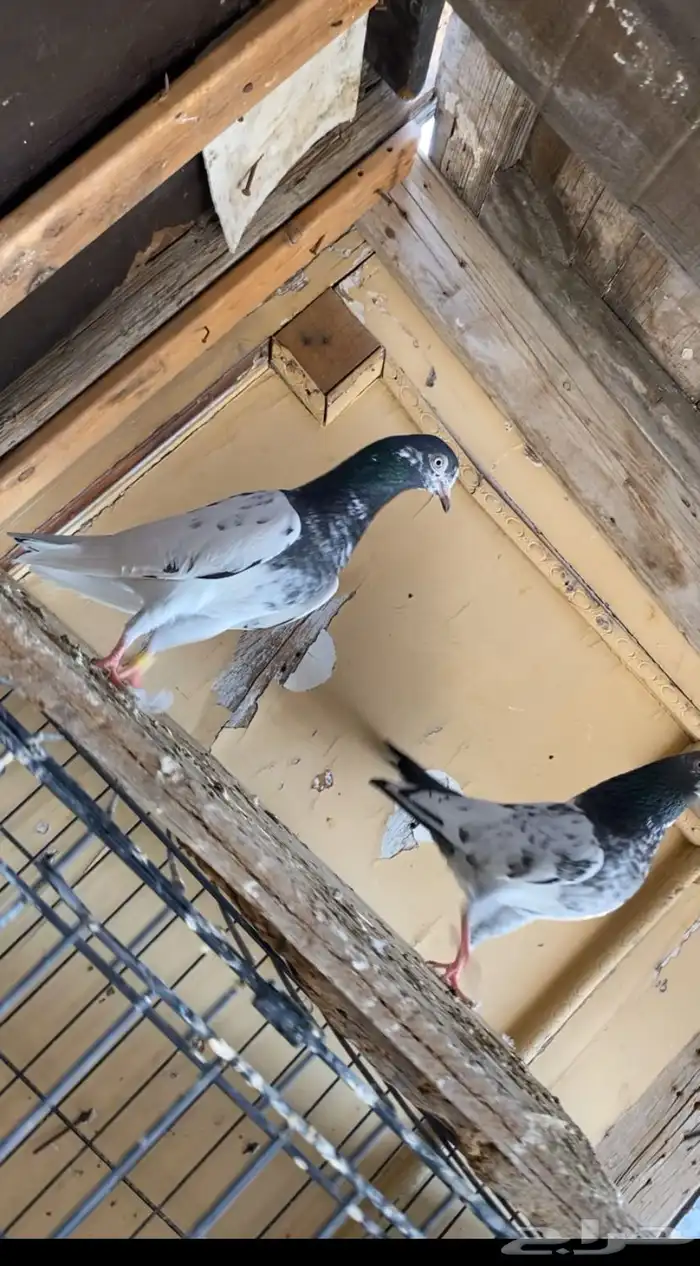 زوج تيدي منتج 4