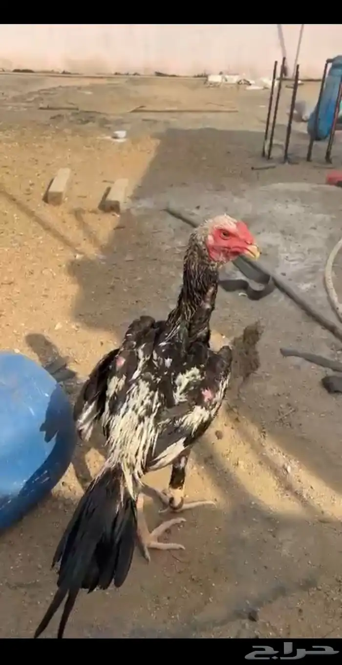 ديك شامو الماني 0