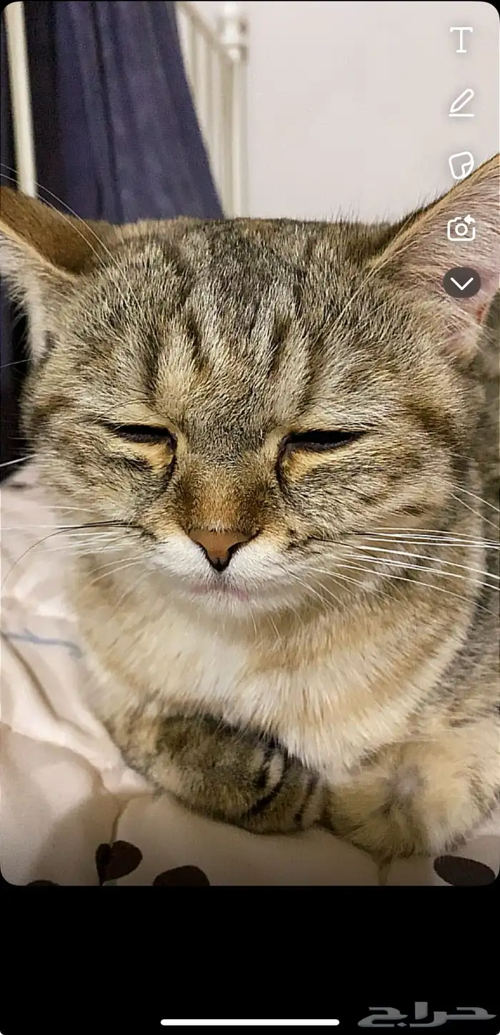 قطط للبيع  ام واطفالها  عمر الام سنة  والاطفال 6 اسابيع 4