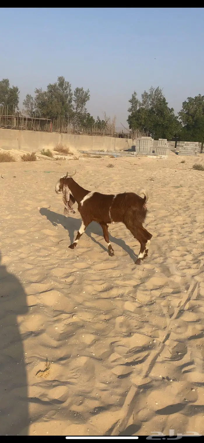 عنز سديس مشروكه 2