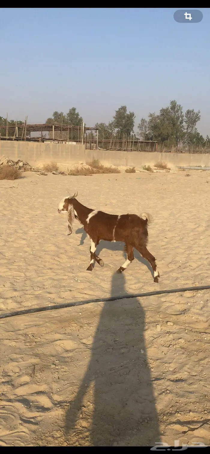 عنز سديس مشروكه 0