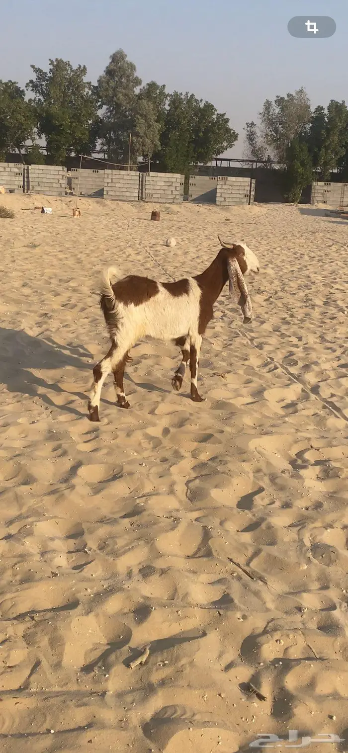 عنز سديس مشروكه 1