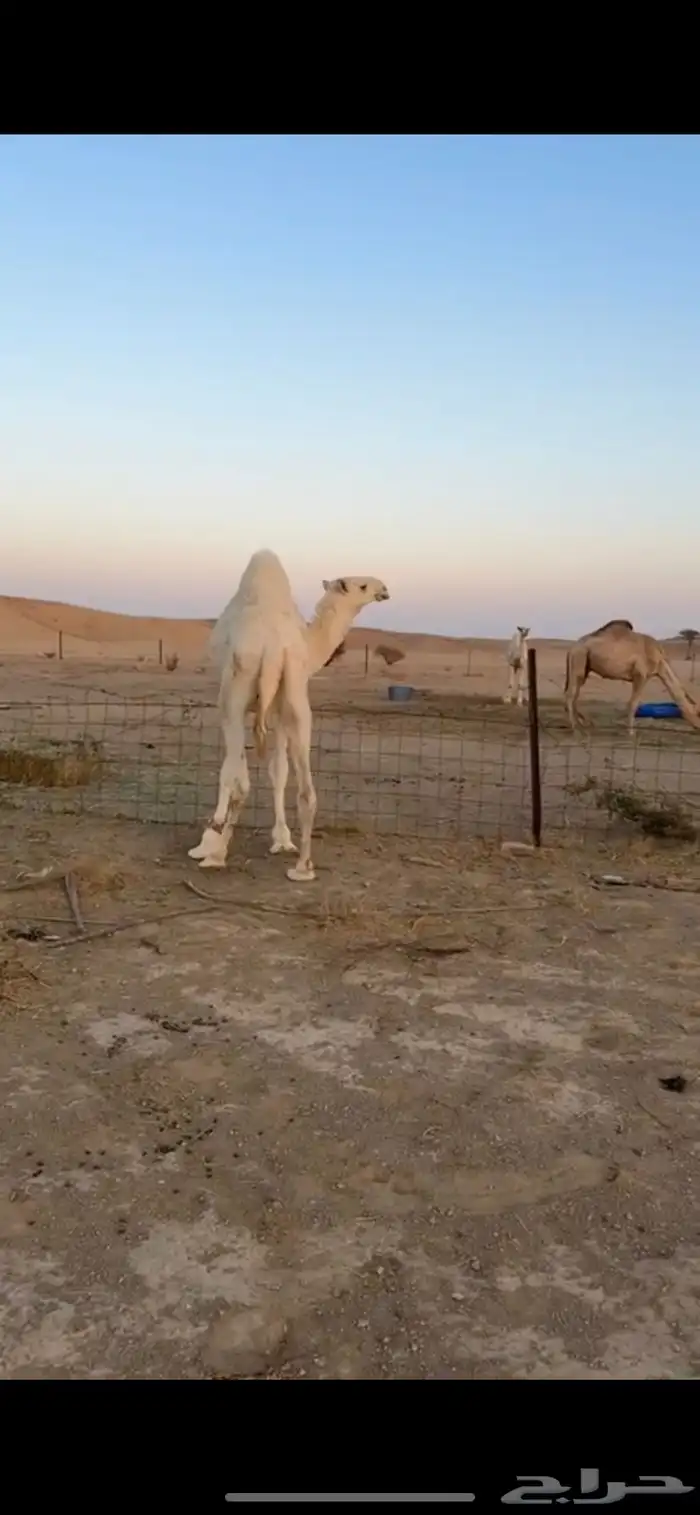 قعود باتلي 1