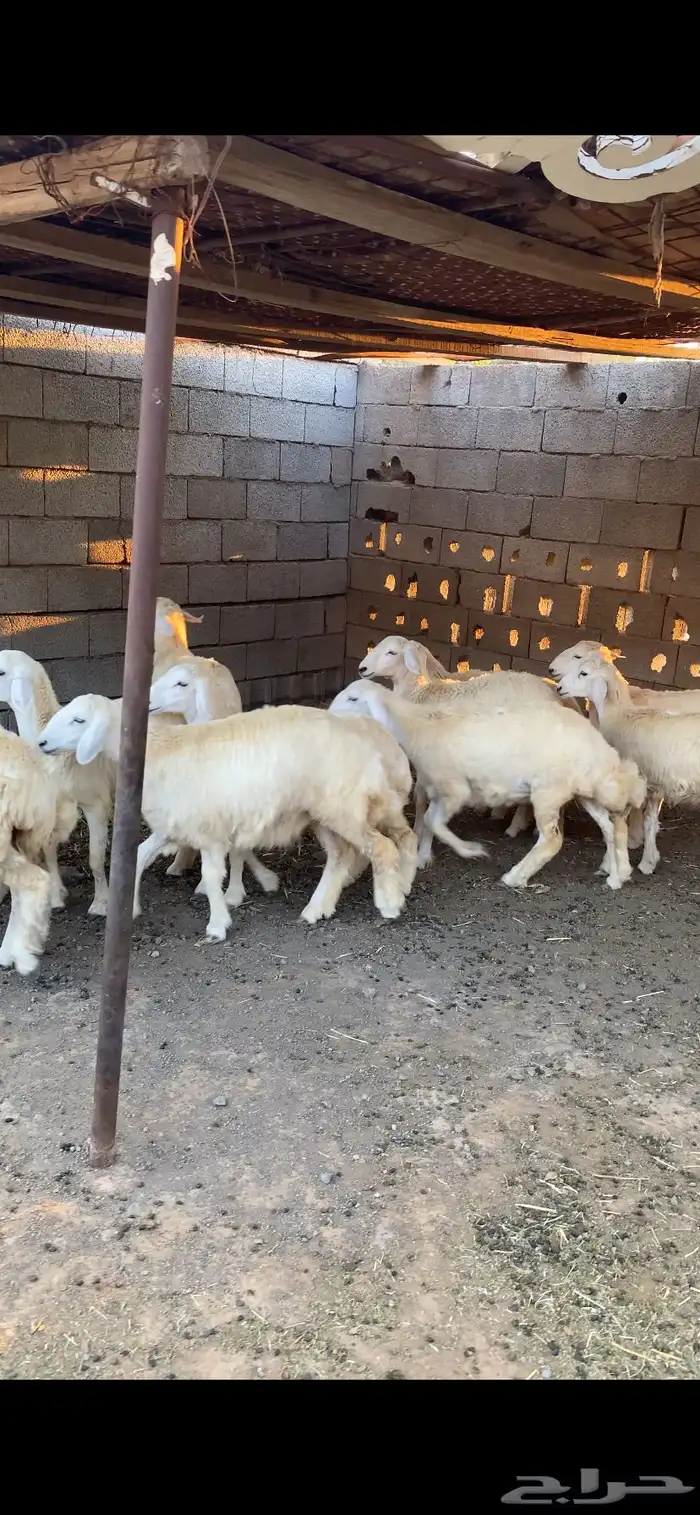 ارخال للبيع 1