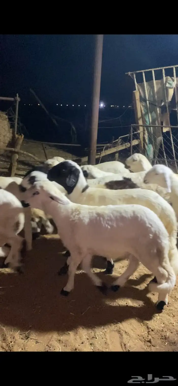 خرفان سواكن مرابي 1