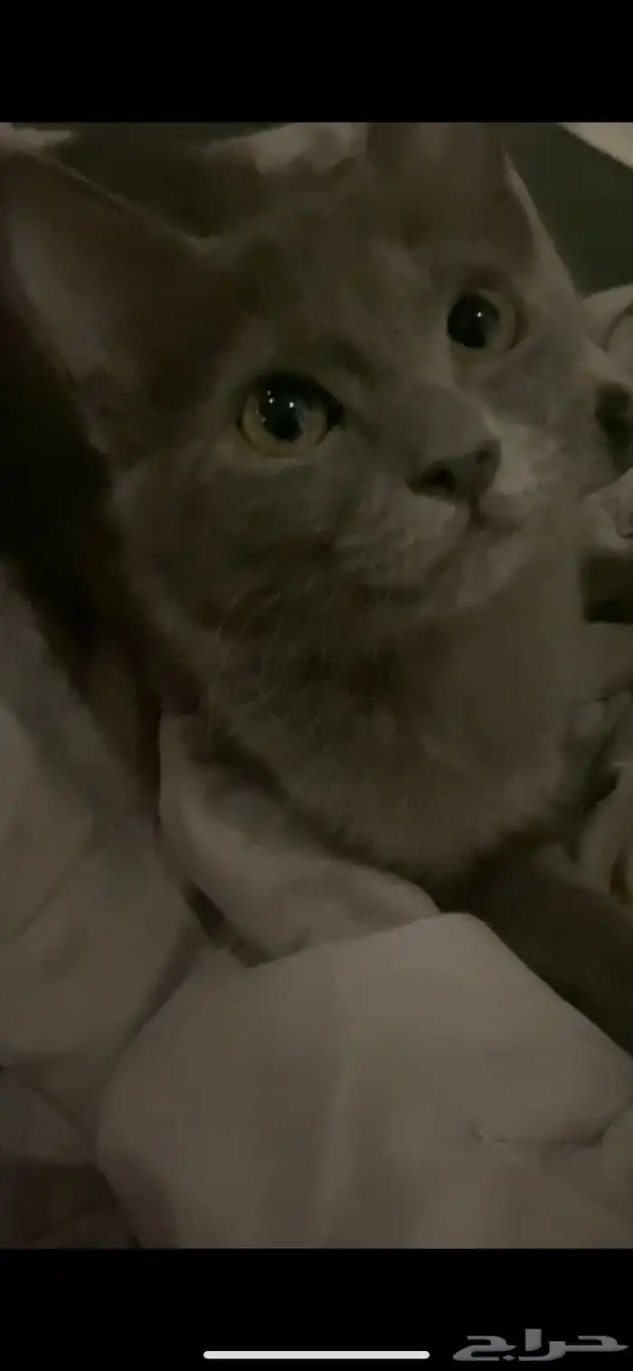 قطط لتبني عمرهم سته او سبعه شهور انثى وذكر مافيهم امراض 0