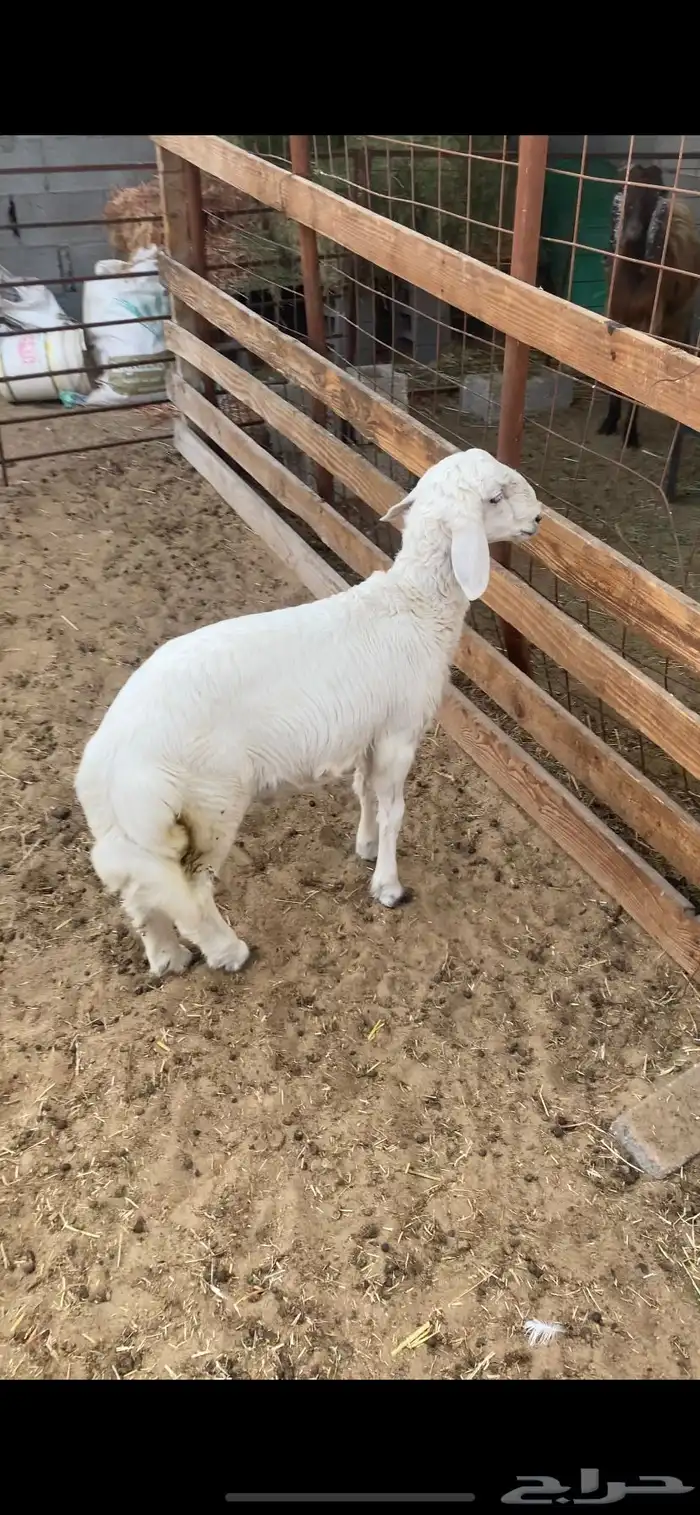 خروف لباني 0