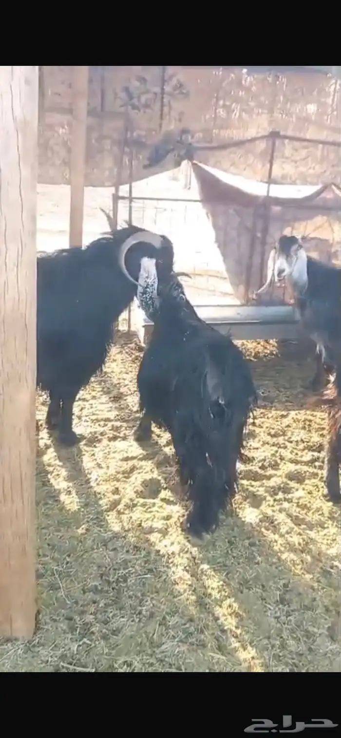 معزا ديره جبرات وصغار 11