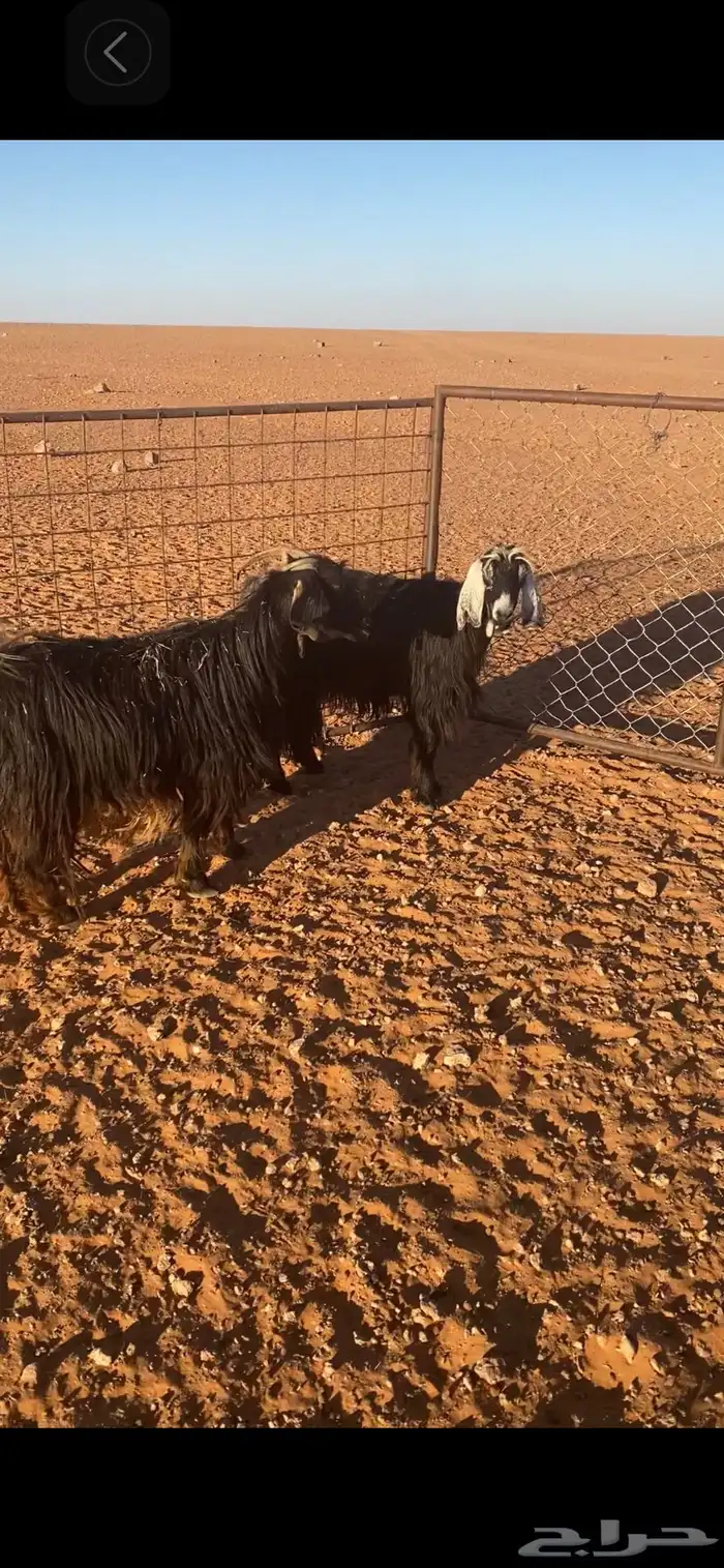 عنزين معهن تيسين اخر سومه يربح 4