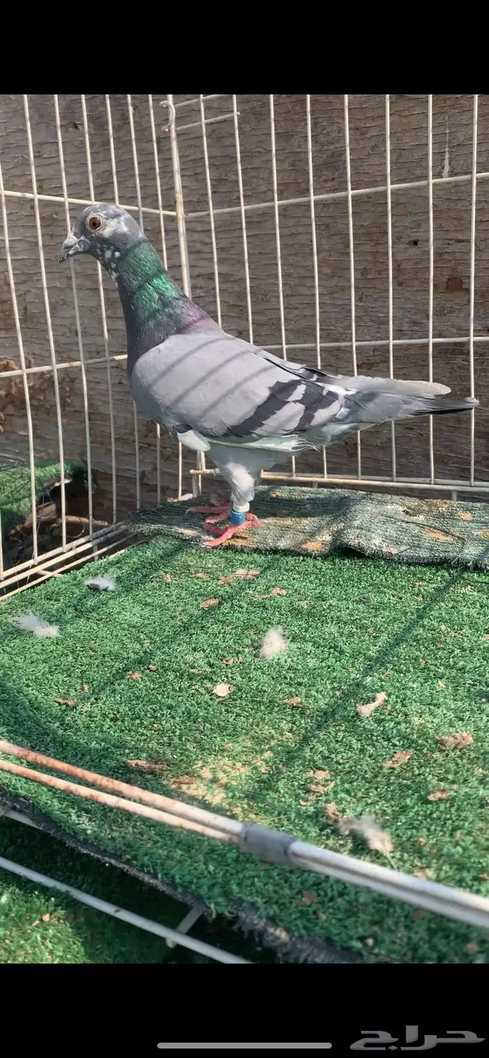 حمام زاجل سباق نوادر 9