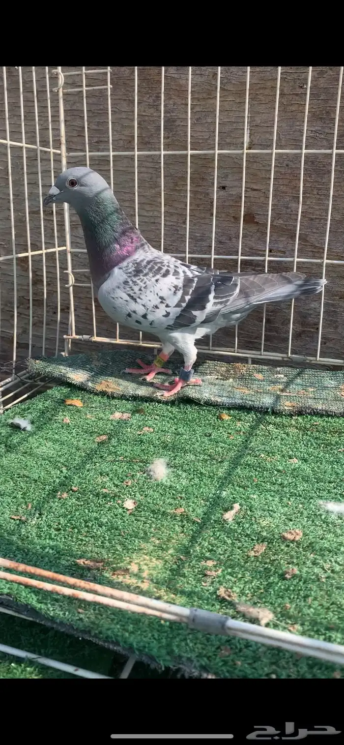 حمام زاجل سباق نوادر 7