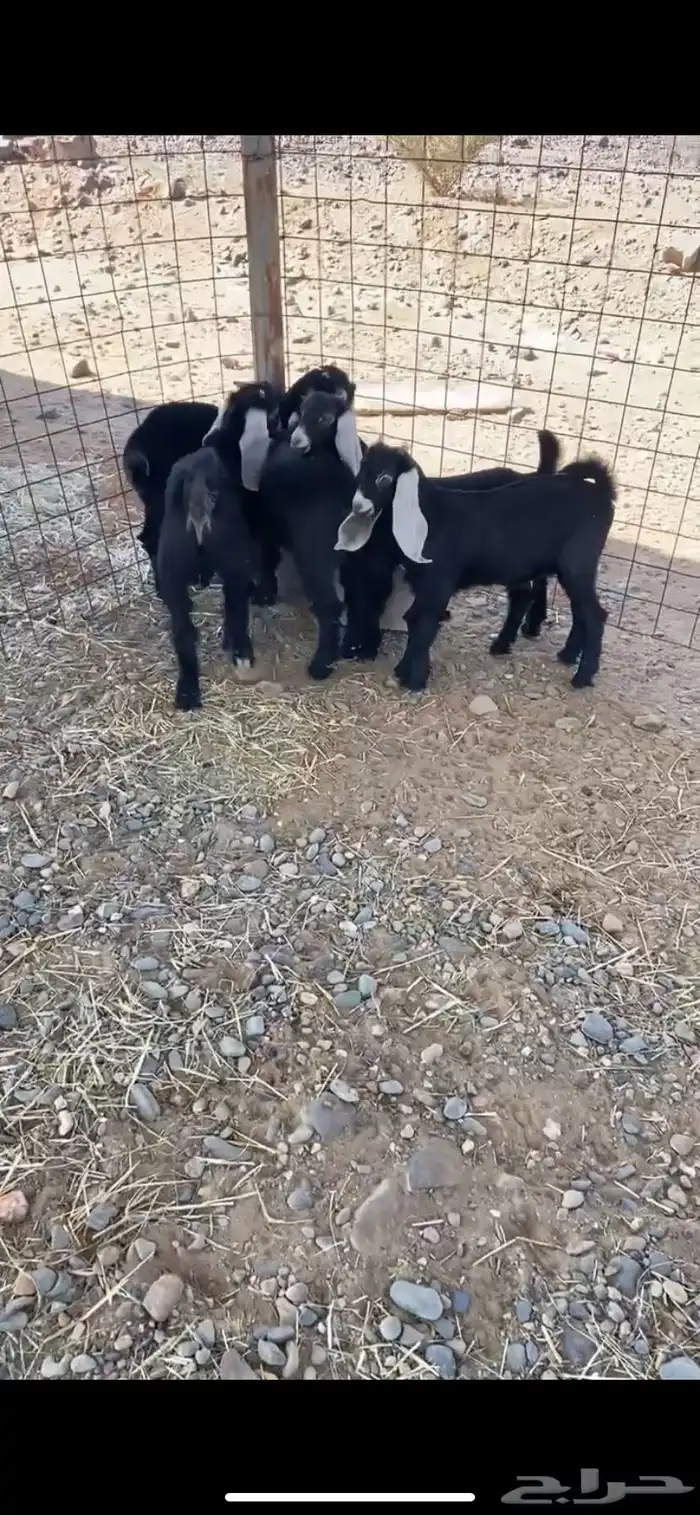 للبيع جفار 2