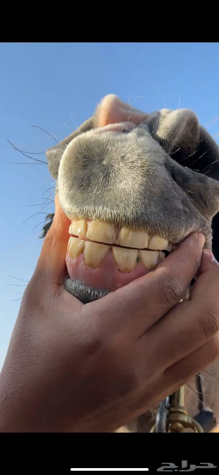 مهر شعبي شيخ 2