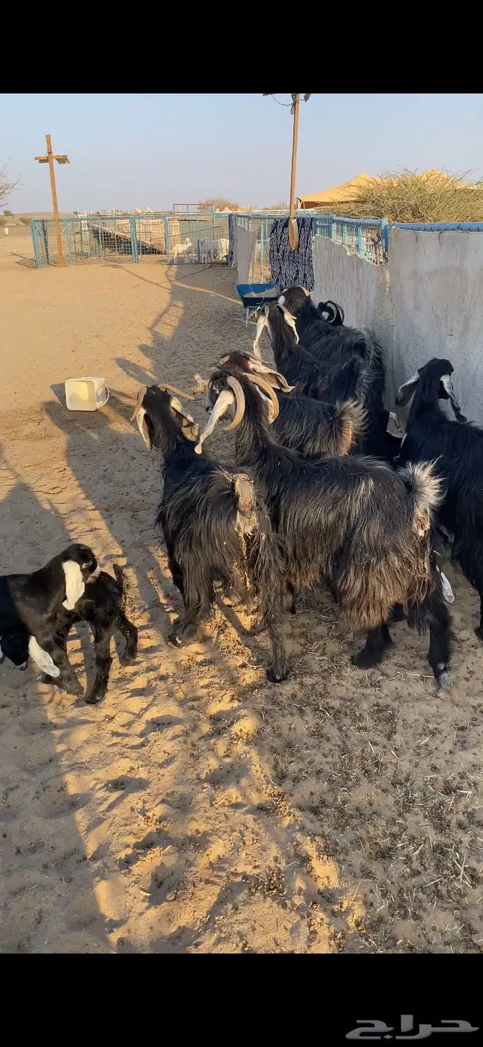 معزا خلفات تم البيع اضغط متابعه 1