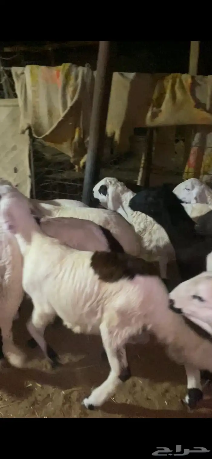 خرفان سواكن مرابي 4