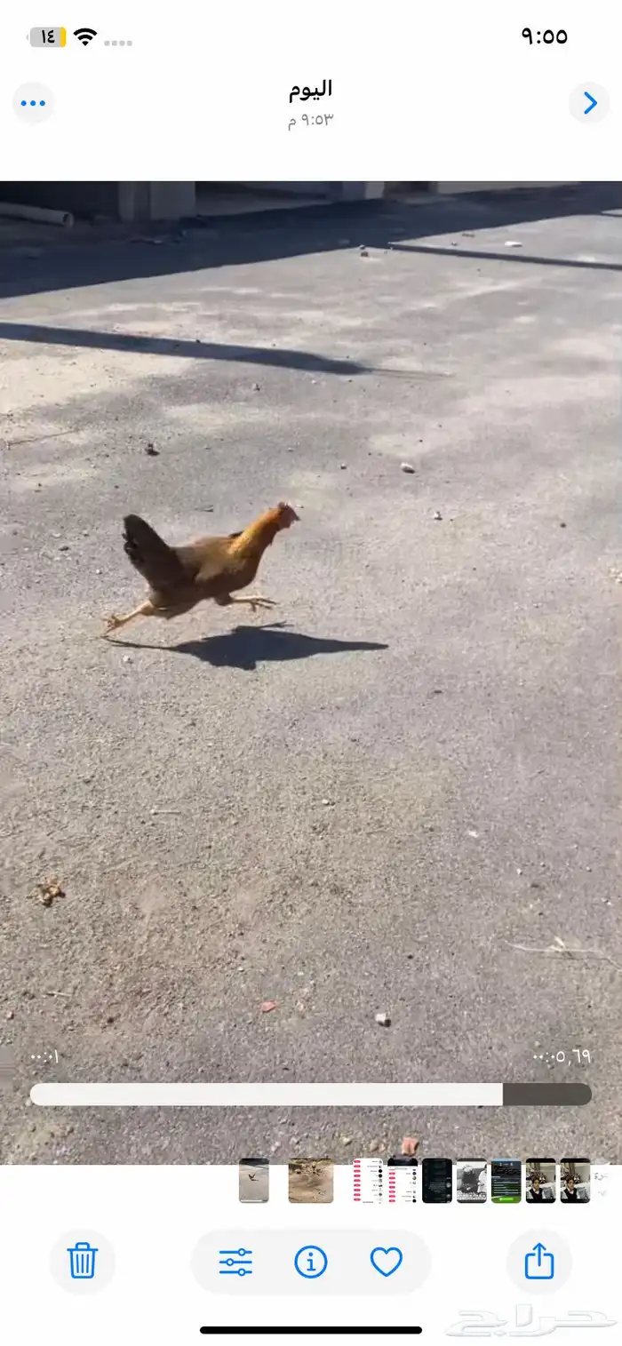 دجاجه وديك 1