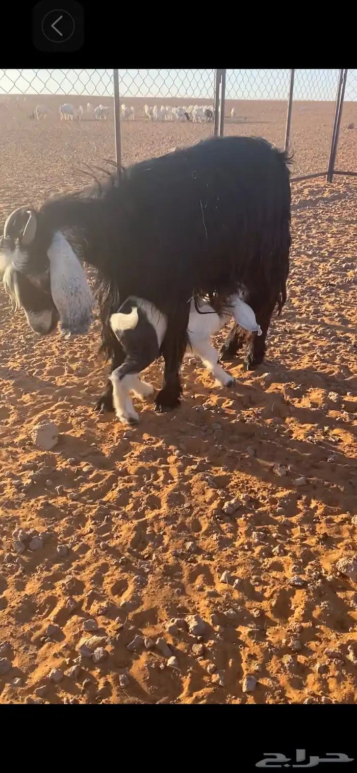 عنزين معهن تيسين اخر سومه يربح 3