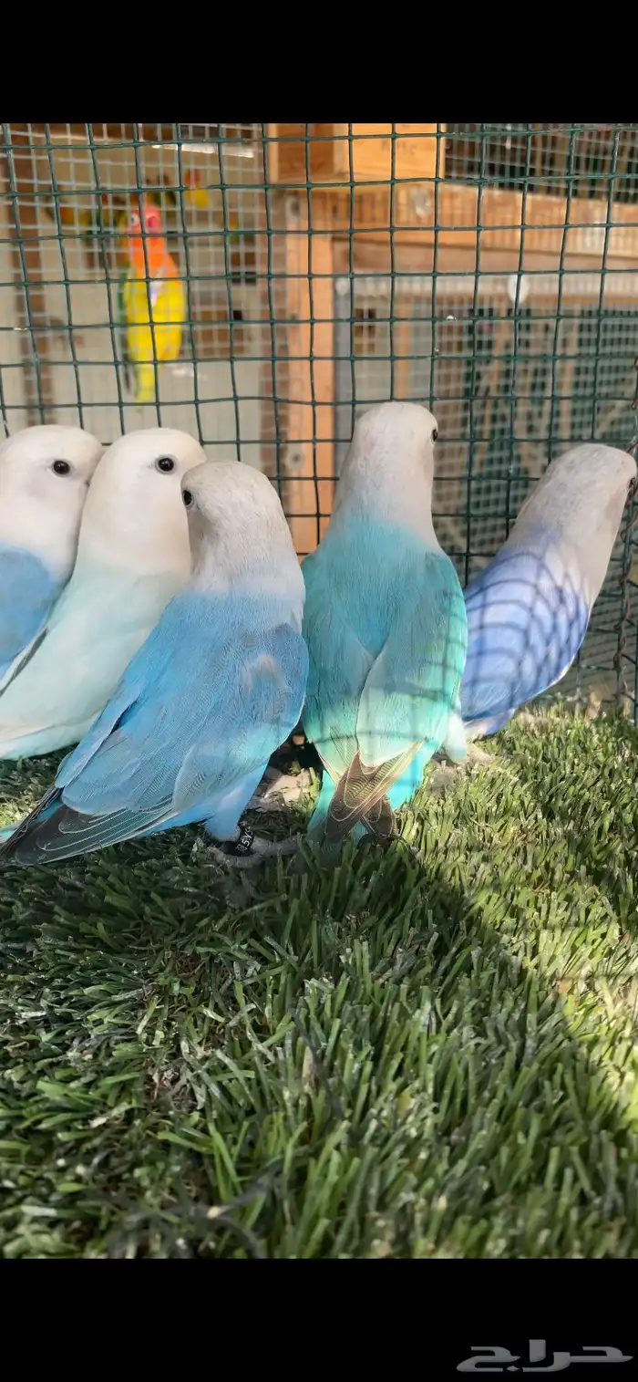 اجوز روز هولندي 1