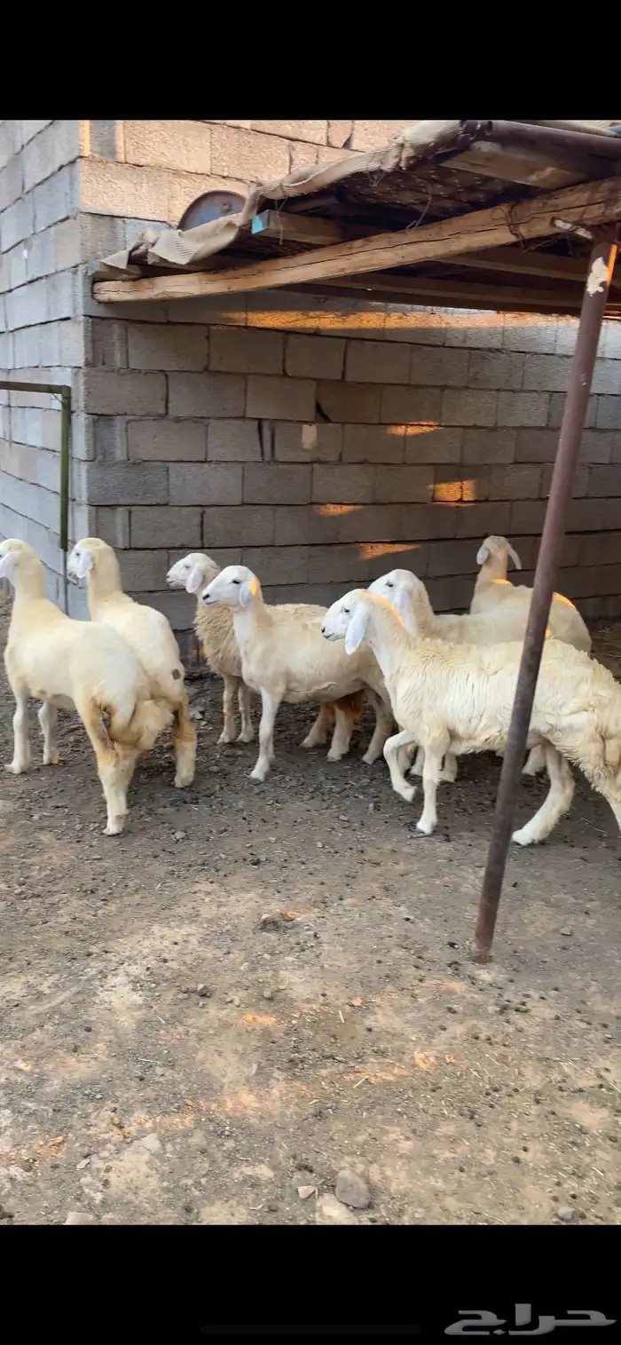 ارخال للبيع 0