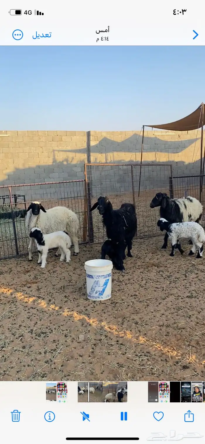 غنم متابيع طيبه وسنان وشرط صحه الموقع هجرة الصيعان 0