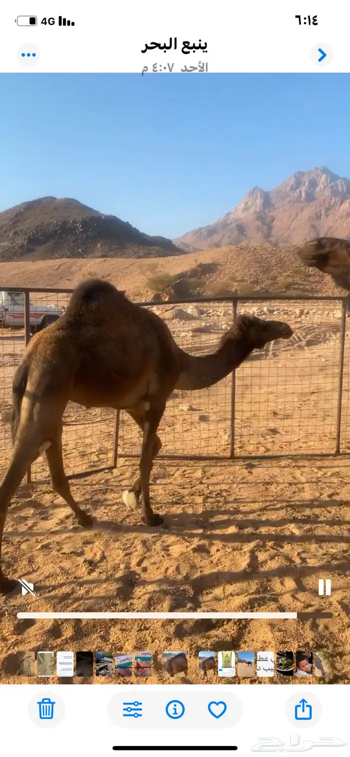 بكره ثنيه حايل على الشرط 0