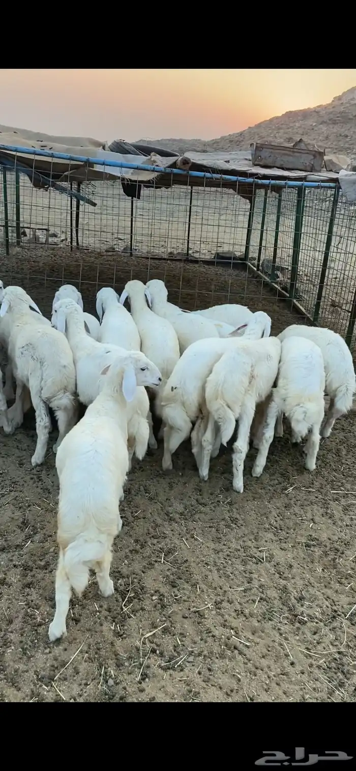 طليان ورخال للبيع 2