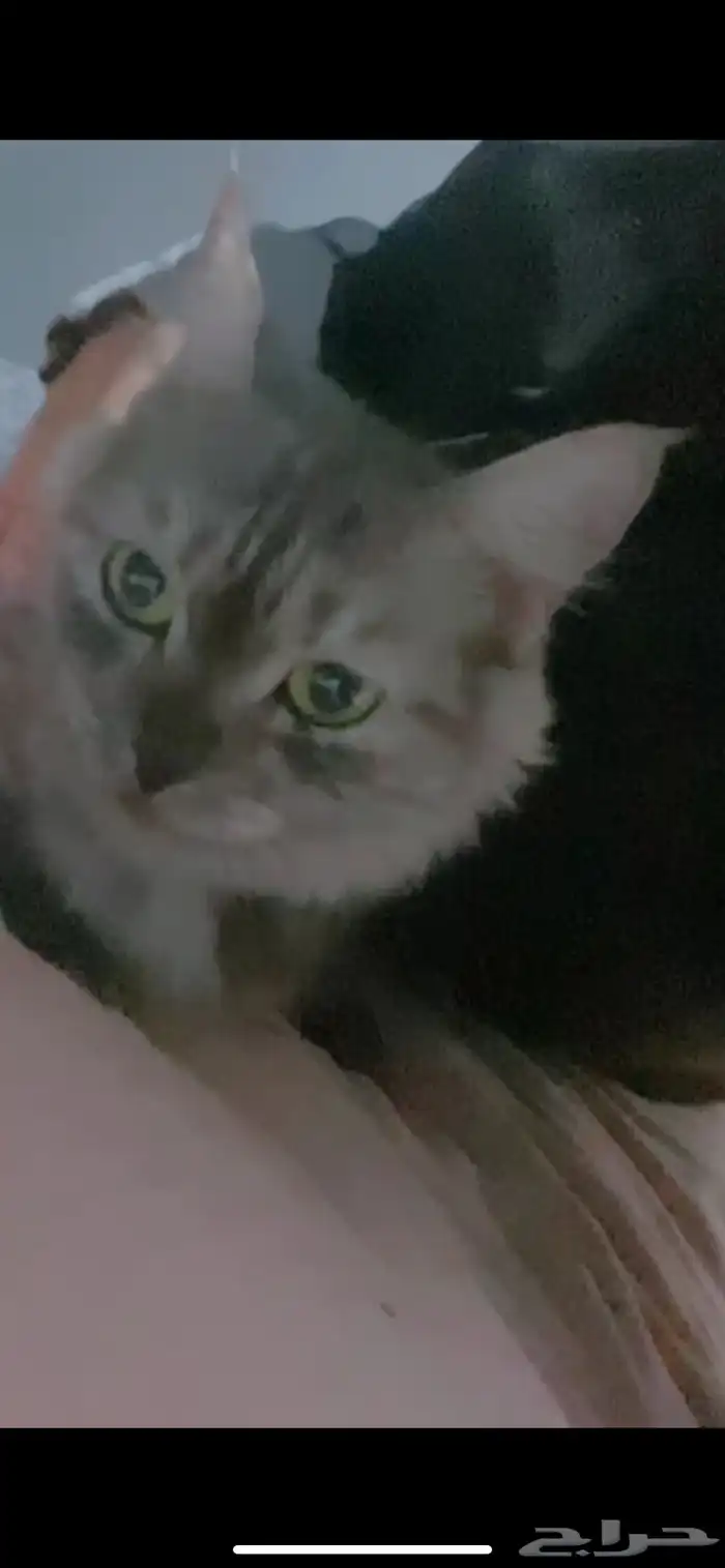 قطوة شيرازيه للبيع ب 750 قابل للتفاوض 1