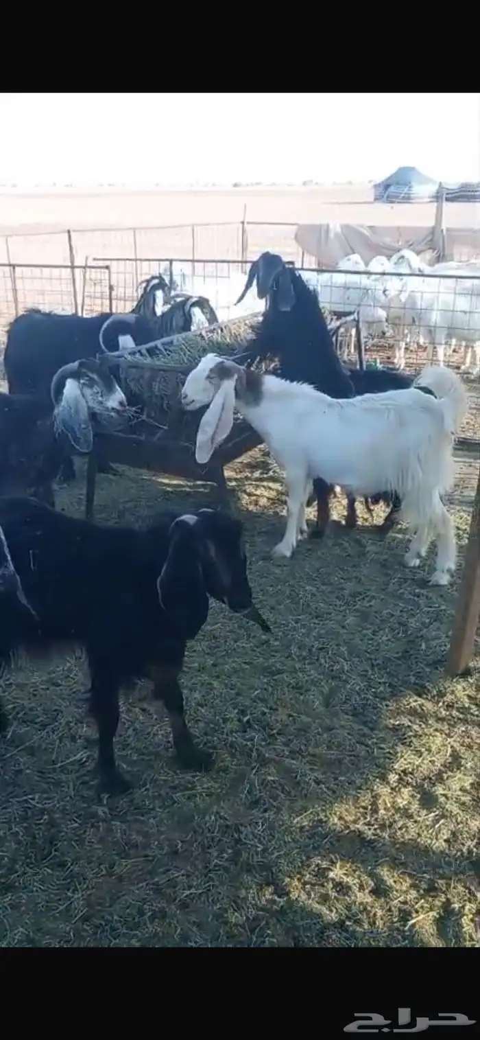 معزا ديره جبرات وصغار 4