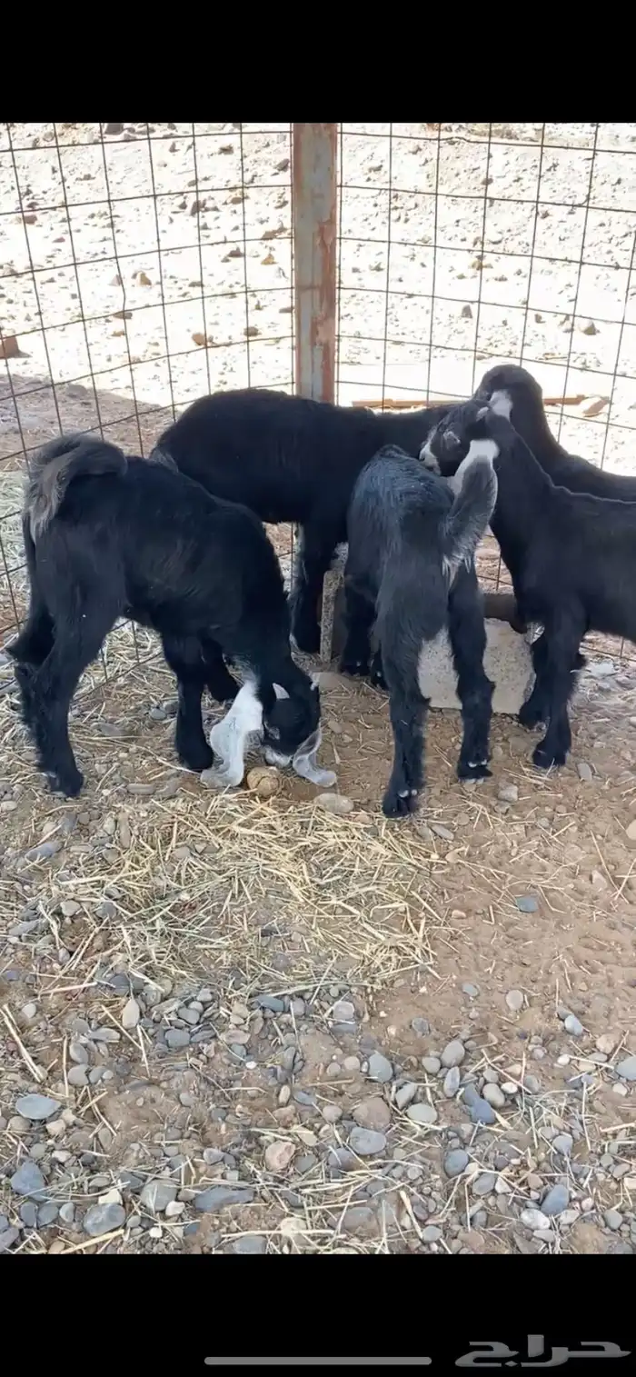 للبيع جفار 0