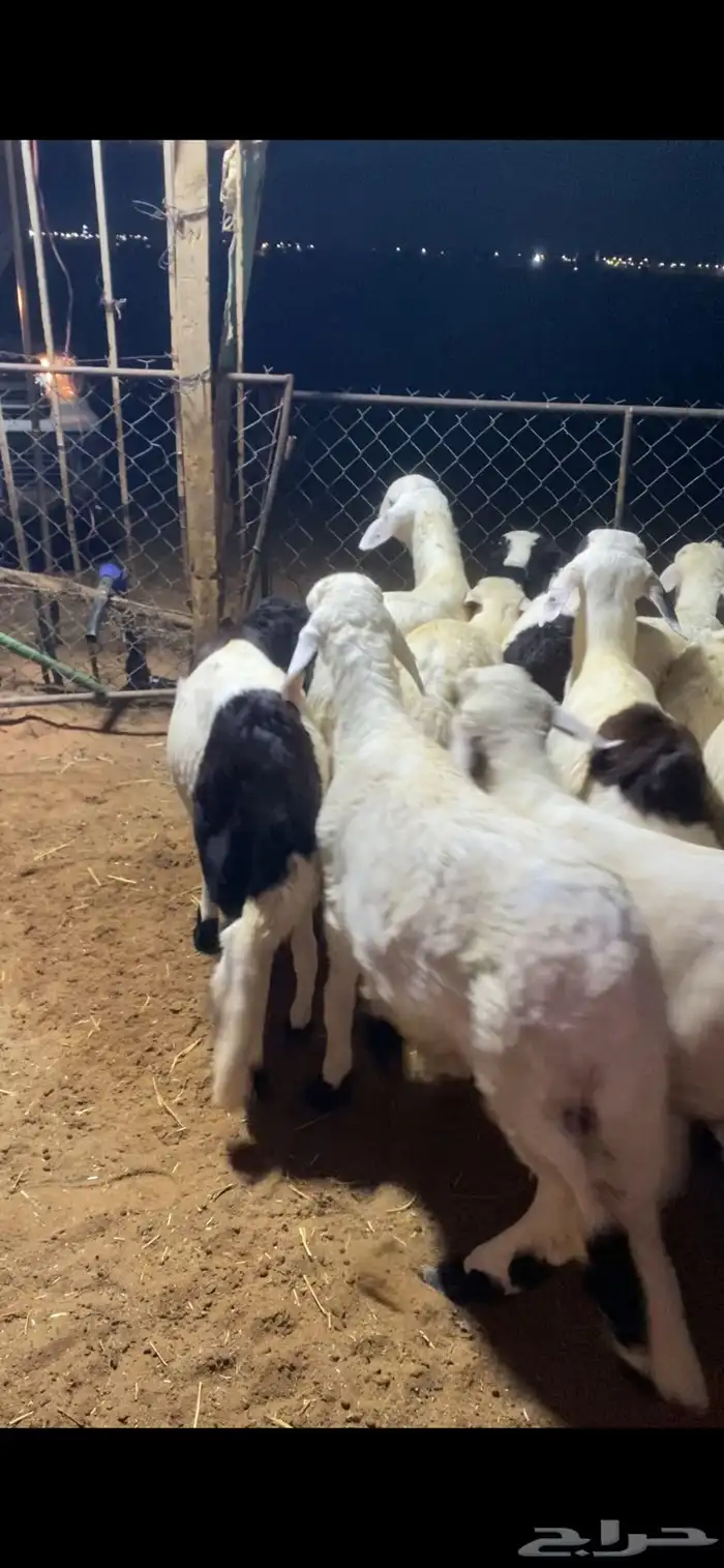 خرفان سواكن مرابي 3