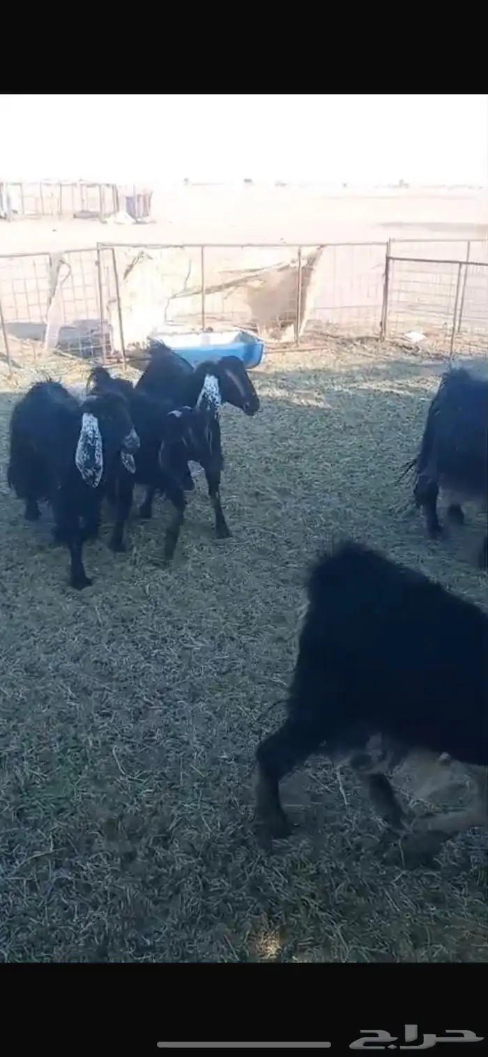 معزا ديره جبرات وصغار 5