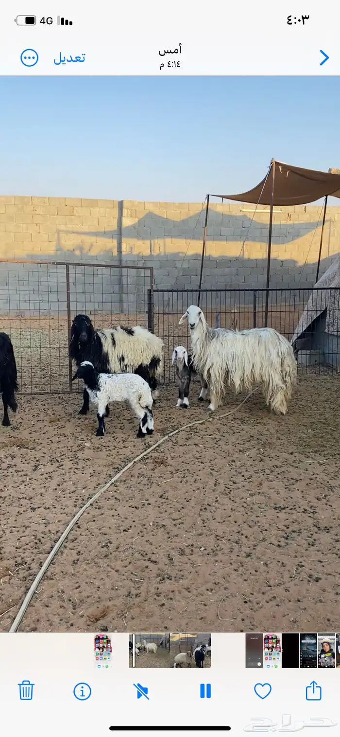 غنم متابيع طيبه وسنان وشرط صحه الموقع هجرة الصيعان 1