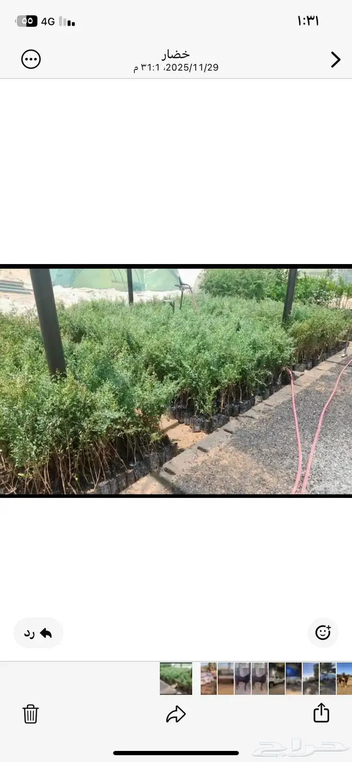 شتلات حنا مع التوصيل 3